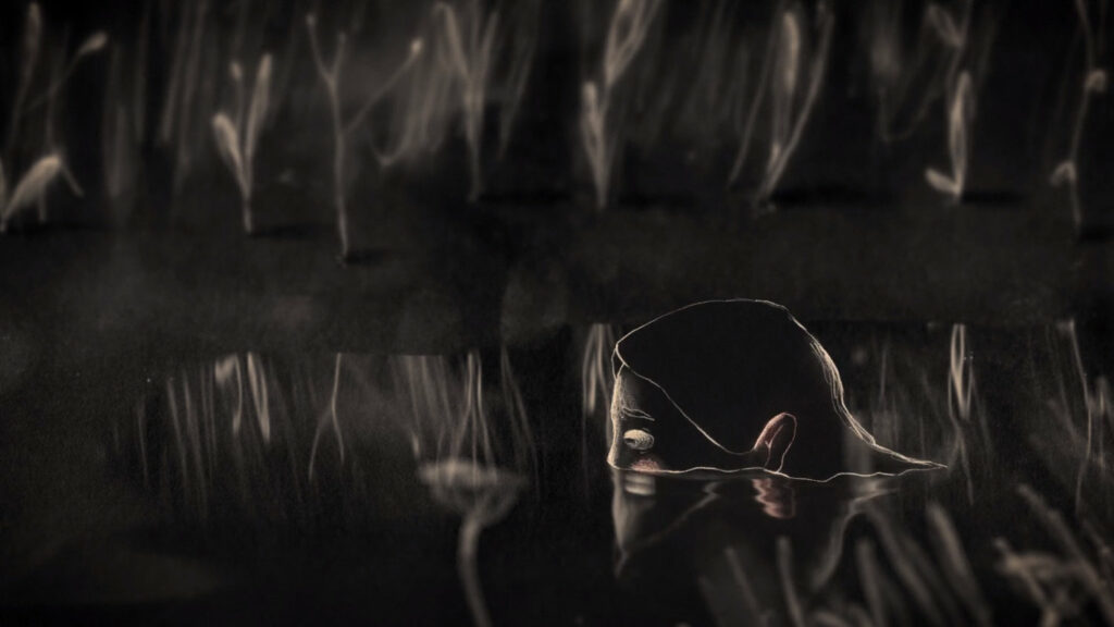 Elo de Alexandra Ramires